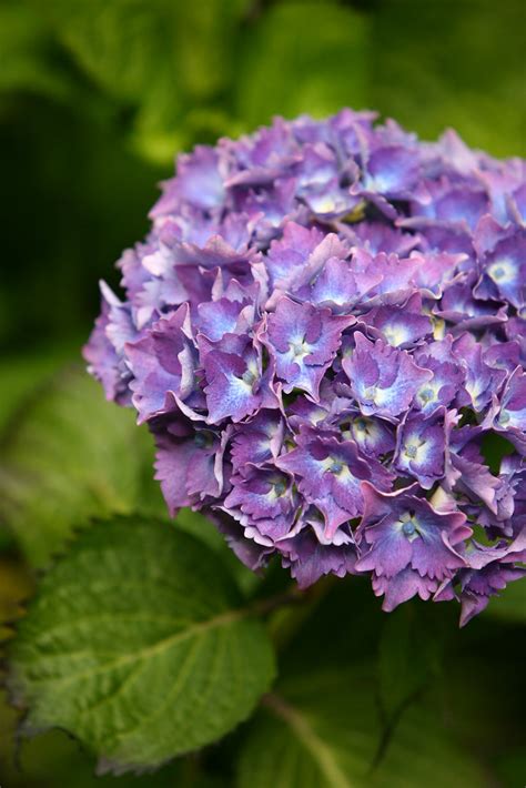 Lavender Hydrangea Lavender Hydrangea Zcallas And Oregon Coastal