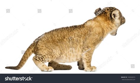 Side View Lion Cub Roaring 4 Stock Photo 749332015 | Shutterstock