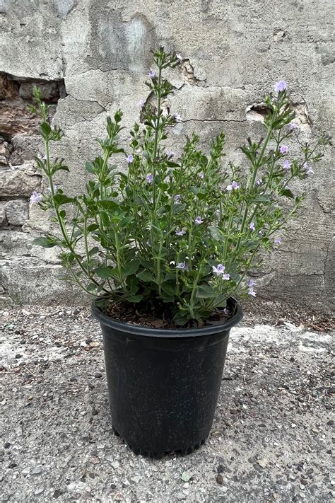 Calamintha N Marvelette Blue 1 Sprout Home