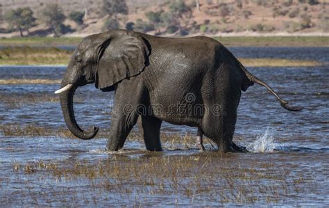 Elephant Walks Across Marsh Land Stock Photo Image Of Animals