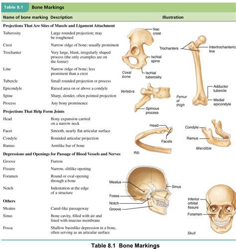 Bone Markings Diagram Quizlet