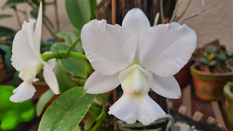 Uma Bel Ssima Orqu Dea Cattleya Walkeriana Alba No Toquinho De Sans O