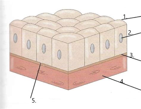 Simple Cuboidal Epithelium Diagram Quizlet