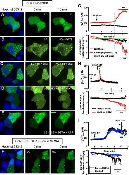 ChREBP EGFP Nuclear Translocation Evoked By Ca2 Cyt Requires Sorcin