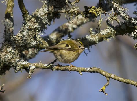 Goldcrest At WWT Llanelli Wayne Withers Flickr