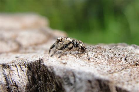 Jumping Spider Oregon Project Noah