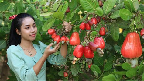 Red Cashew Fruits In My Home Land How To Make Red Cashew Fruits Salad