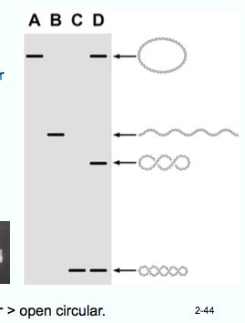 Lecture 5 Chromatin Structure DNA Topology Flashcards Quizlet