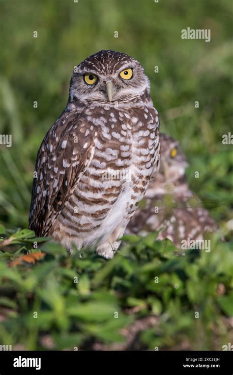 A Vertical Shot Of A Burrowing Owl With Bright Yellow Eyes Stock Photo