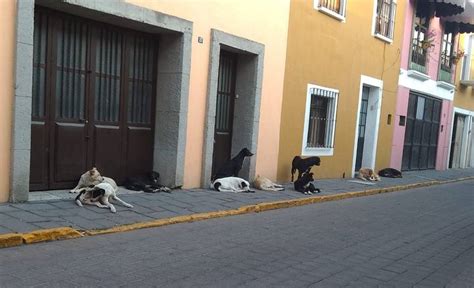 Preocupante la vulnerabilidad de perros de la calle en Tlaxcala Así