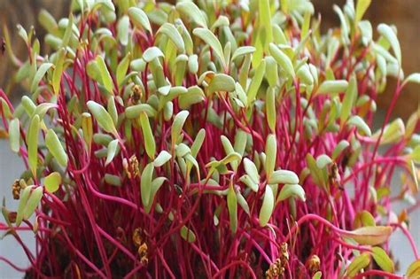 How To Grow Buckwheat Microgreens Cultivation Crossing