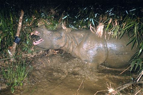 Javan Rhinoceros Endangered