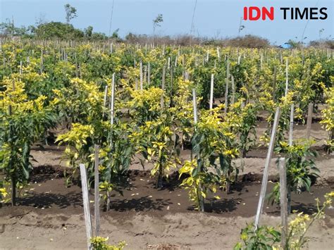 Tanaman Cabai Lahan Pasir Di Bantul Diserang Penyakit Bule