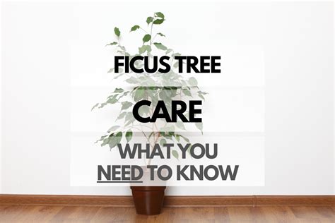 Ficus Tree Care: What You Need to Know - Hip House Plants