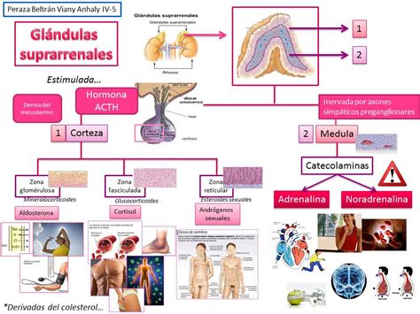 Fisiología Médica Esquemas De Fisiología Médica Del Iv Semestre