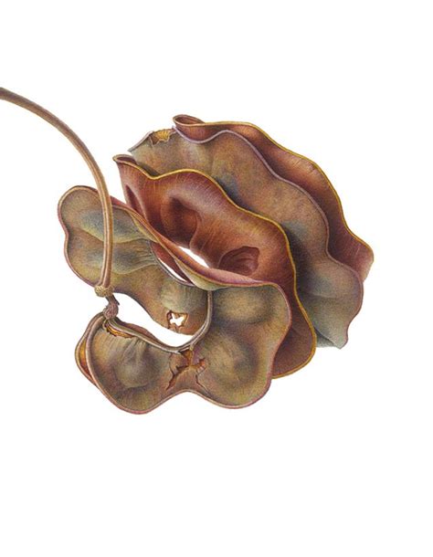 Pararchidendron Pruinosum Seed Pod Watercolor On Paper Susannah