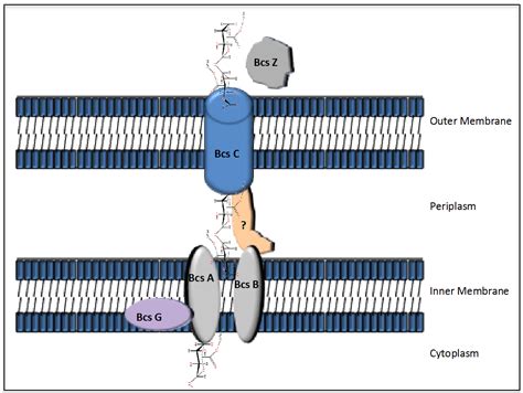 Exopolysaccharides of the Biofilm Matrix: A Complex Biophysical World | IntechOpen