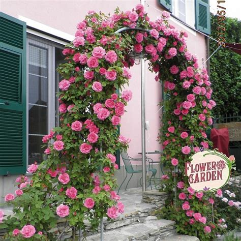 ВЛАЧЕЩА РОЗА - rosesplants.com