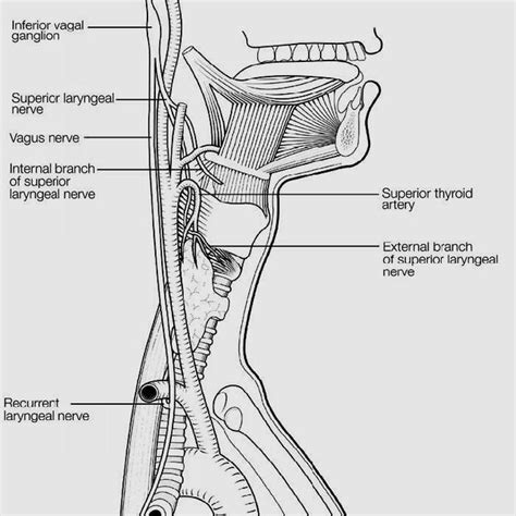 Anatomy Of Laryngeal Nerve Download Scientific Diagram