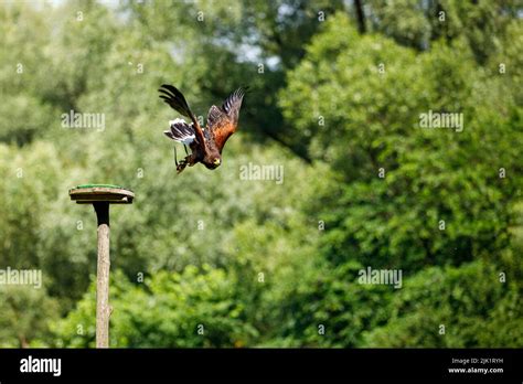A Harris Hawk In Flight Stock Photo Alamy