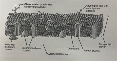 Biomolecules Flashcards | Quizlet