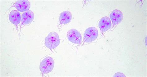 Giardia Lamblia