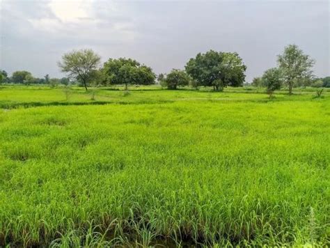 Agriculture Land For Sale Dhamatvan In Ahmedabad