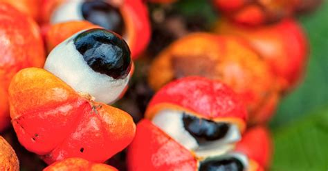 Guaraná cipó da Amazônia: o que é, principais usos e benefícios