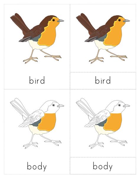 Zoology Nomenclature Set - Print | PDF