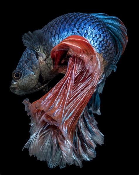 Beautiful Fantail 4 Goldfish Movement With Bubbles Capture Swimming