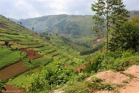 Uganda Safari: Bwindi Impenetrable Forest - Ali's Adventures