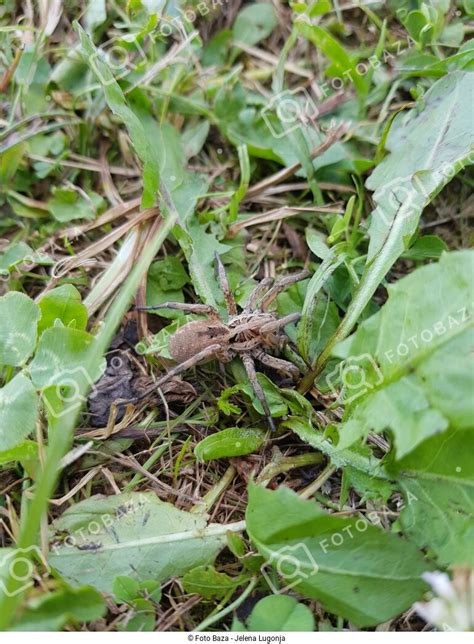 Pauk U Travi Preuzmite Fotografiju Foto Baza