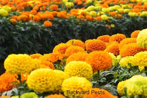 Do Marigolds Prevent Garden Pests? - Backyard Pests