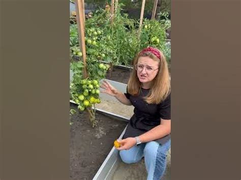 Золотой алтын #семена #сад #дача #семенаалтая - YouTube