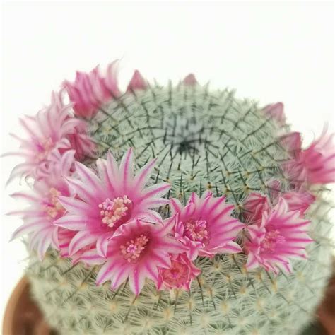 Mammillaria Pseudoperbella 55 Cm Cactaceae Giromagi Vendita