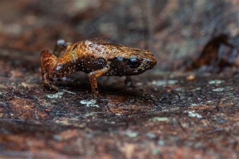 Worlds Second Smallest Vertebrate Is A New Species Of 7 Millimeter