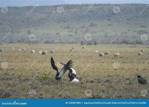 The Andean Condor is a Species of Bird in the Cathartidae Family. Stock ...