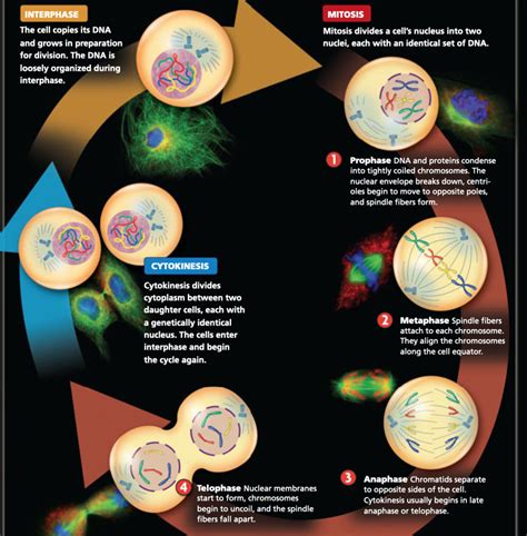 Cell Cycle & Mitosis:Cell Diagram | Quizlet