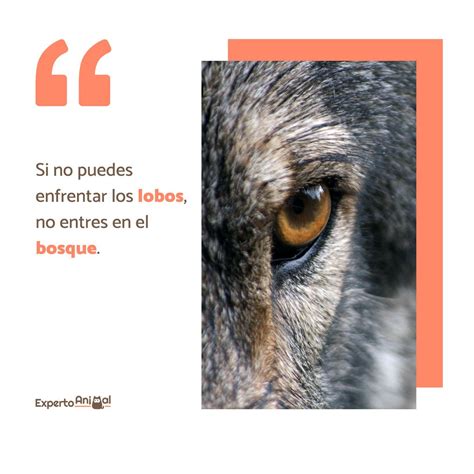 100 Frases De Lobos Solitarios Cortas Y Más