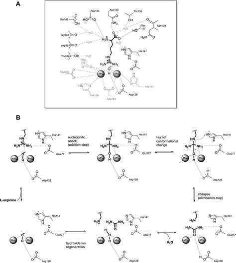 A Proposed Arginine Binding To Arginase I Based On Crystal Structure