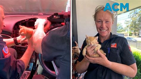 Firefighters Perform Pawsitively Purr Fect Rescue As Kitten Takes Dash To Freedom Video