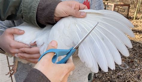 How To Clip Your Chickens Wings Hobby Farms