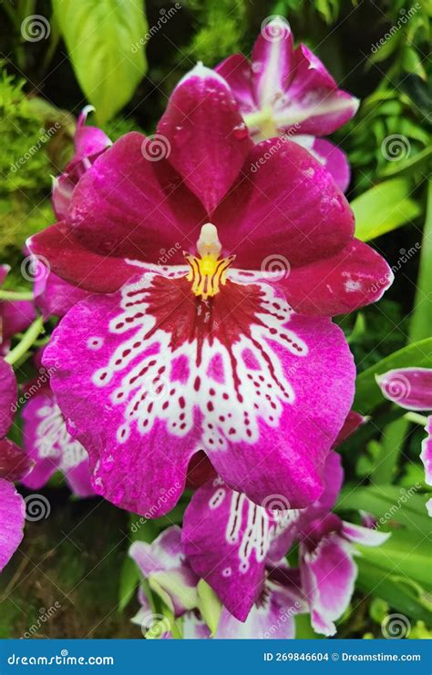 Miltoniopsis Hybrid Pansy Orchid Stock Photo Stock Photo Image Of