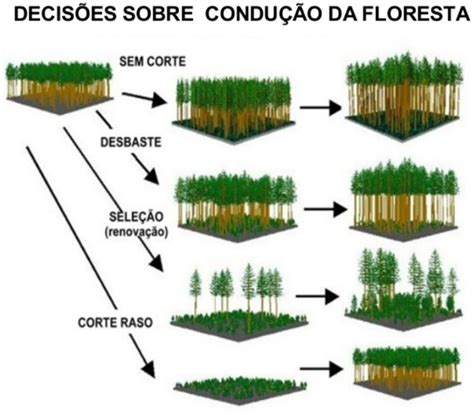 Fatores Que Interferem Na Produtividade Da Colheita Florestal Enra Ze Se