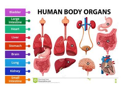 Internal organs - Teaching resources