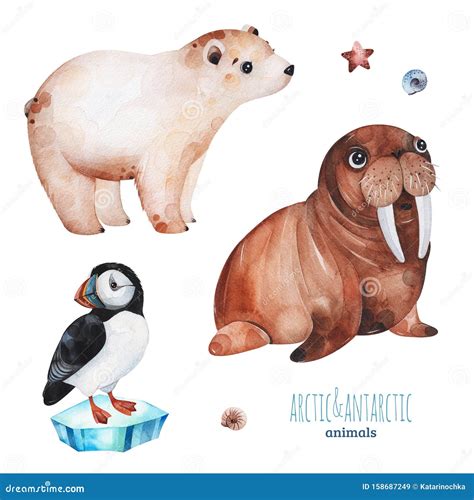 Watercolor Set with Cute Polar Bear,puffin and Walrus Stock Illustration - Illustration of ...