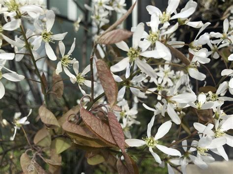 Amelanchier lamarckii | Online Flower Garden