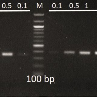 Simplex And Duplex Pcr Assay Of Blended Formulations A Simplex Pcr