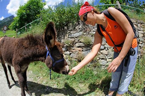 Trekking Con Gli Asini Tra I Monti Della Valsesia Montagna Tv