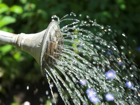 Agua Mineral Para Regar Tus Plantas ¿para Qué Sirve